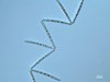 Photo of Thalassionema nitzschioides